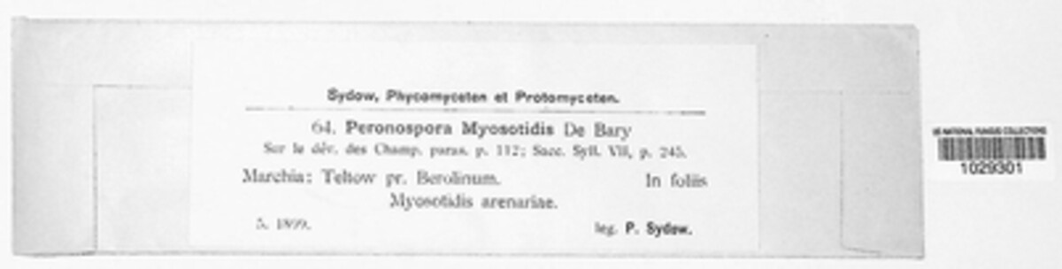 Peronospora myosotidis image